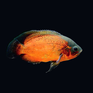 Oscar Rouge (Astronotus Ocellatus)