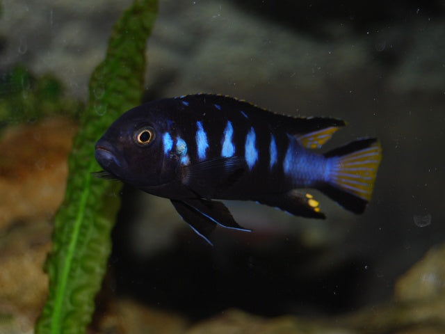 Chindongo Sp. Elongatus "Chewere"