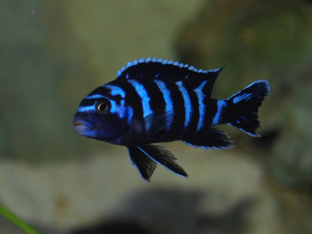 Chindongo Demasoni