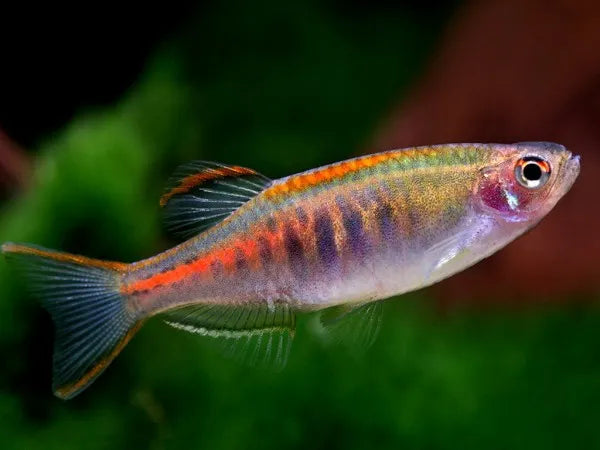 Danio Rubis (Celestichthys Choprae)