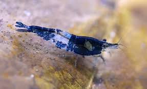 Crevette Naine Rili Bleu (Neocaridina davidi)