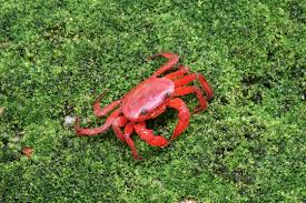 Crabe Rouge (Phricotelphusa Limula)