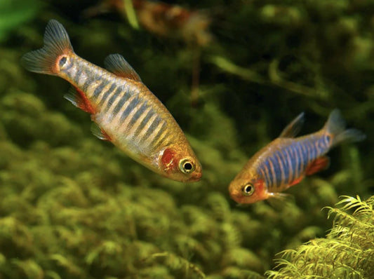 Rasbora Émeraude (Danio erythromicron)