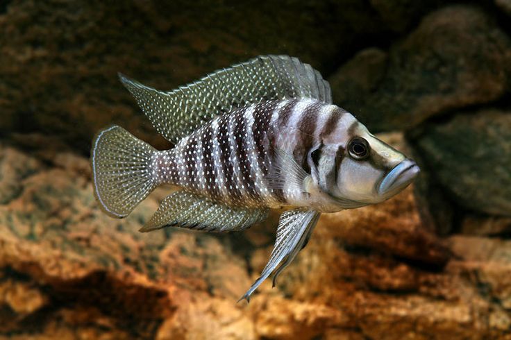 Altolamprologus Calvus