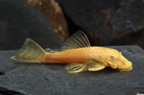 Ancistrus Albino