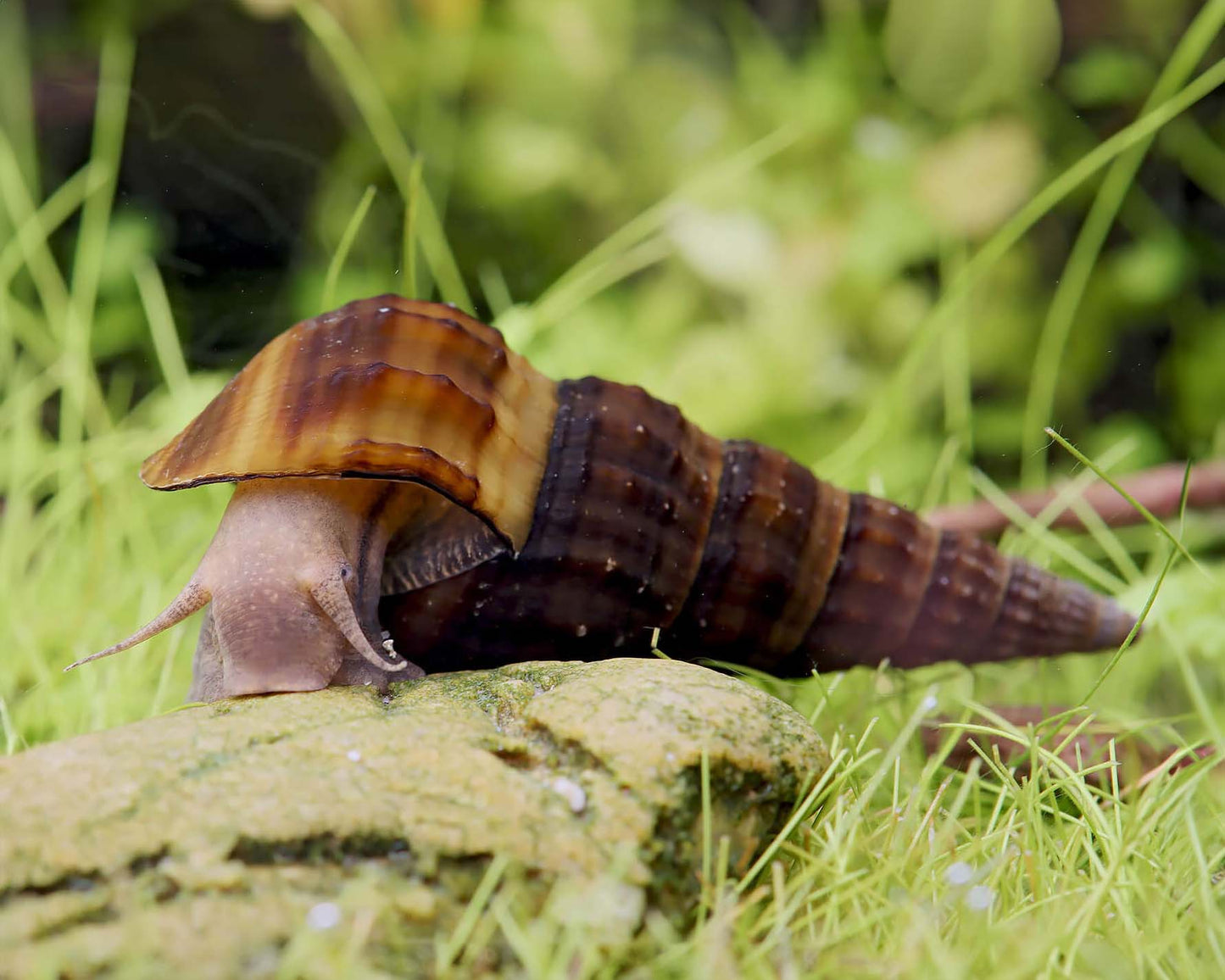 Escargot Hercule (Brotia herculea)