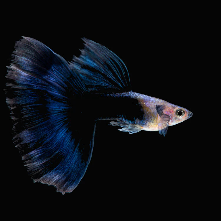 Guppy à Moitié Noir (Poecellia Reticulata)