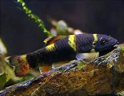 Loche Flavatra (Panda Garra)