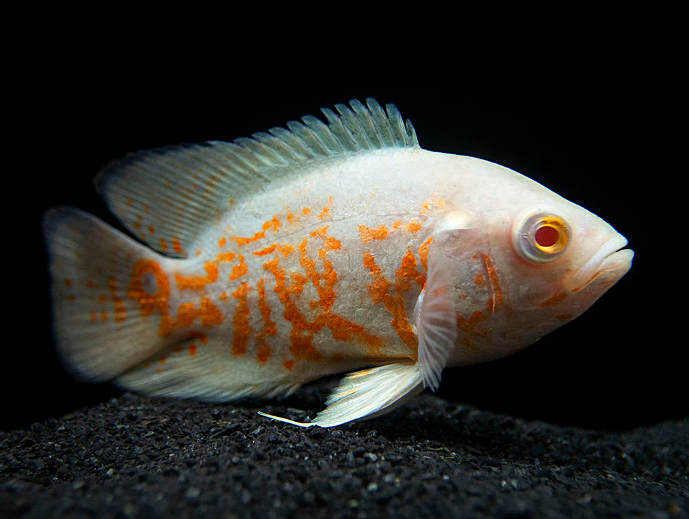 Oscar Tigre Albinos (Astronotus Ocellatus)