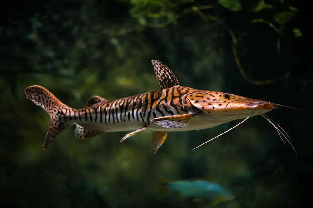 Shovelnose Tigré (Pseudoplatystoma fasciatum)