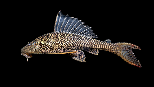 Pléco d'Amazonie (Pterygoplichthys Pardalis)