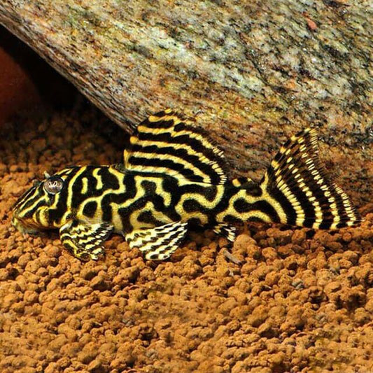 Pléco Méga Clown (Hypancistrus Sp. L340)