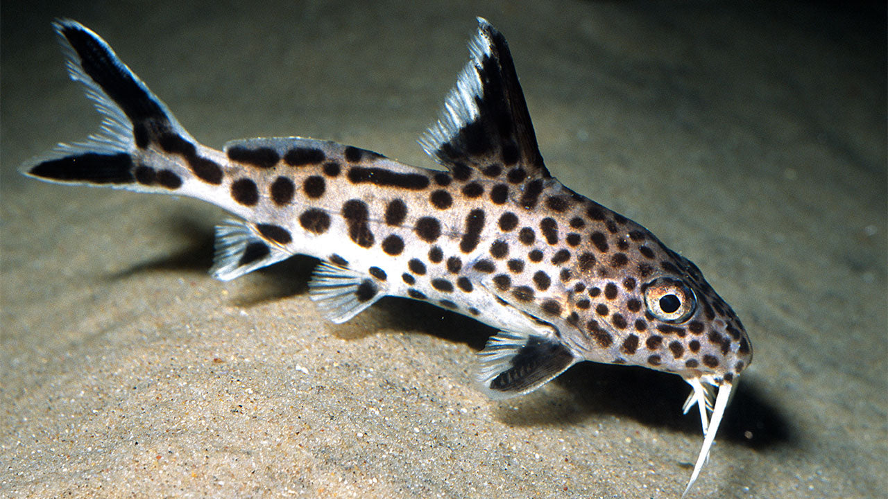 Synodontis Tacheté (Synodontis Multipunctatus)