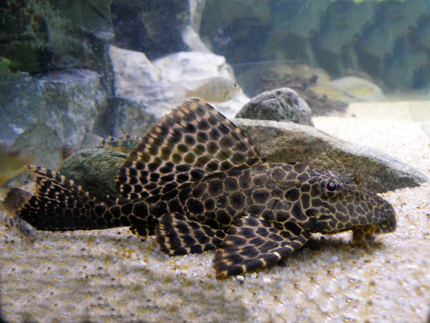 Pléco Léopard (Pterygoplichthys Gibbiceps)