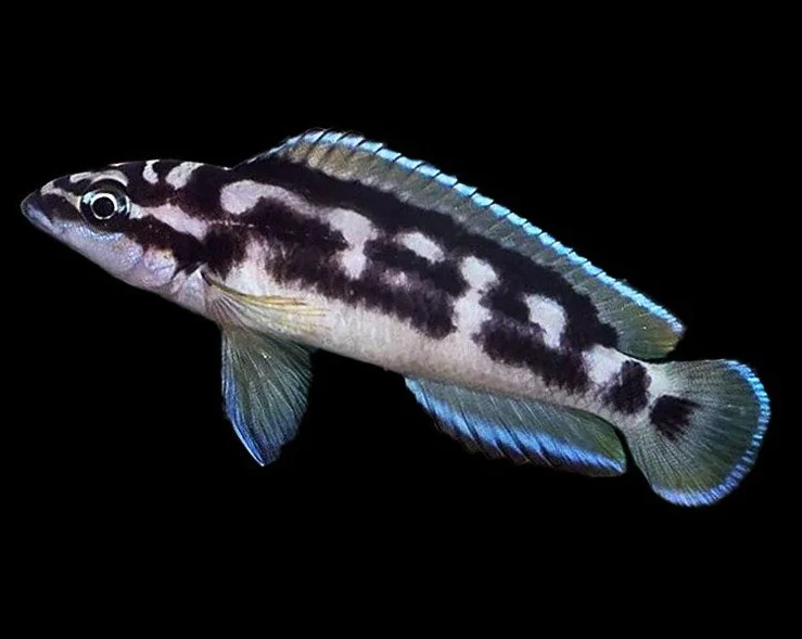 Julidochromis Transcriptus