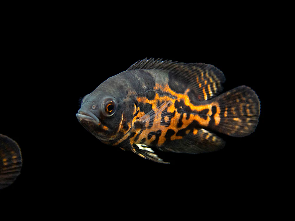 Oscar Tigre (Astronotus Ocellatus)