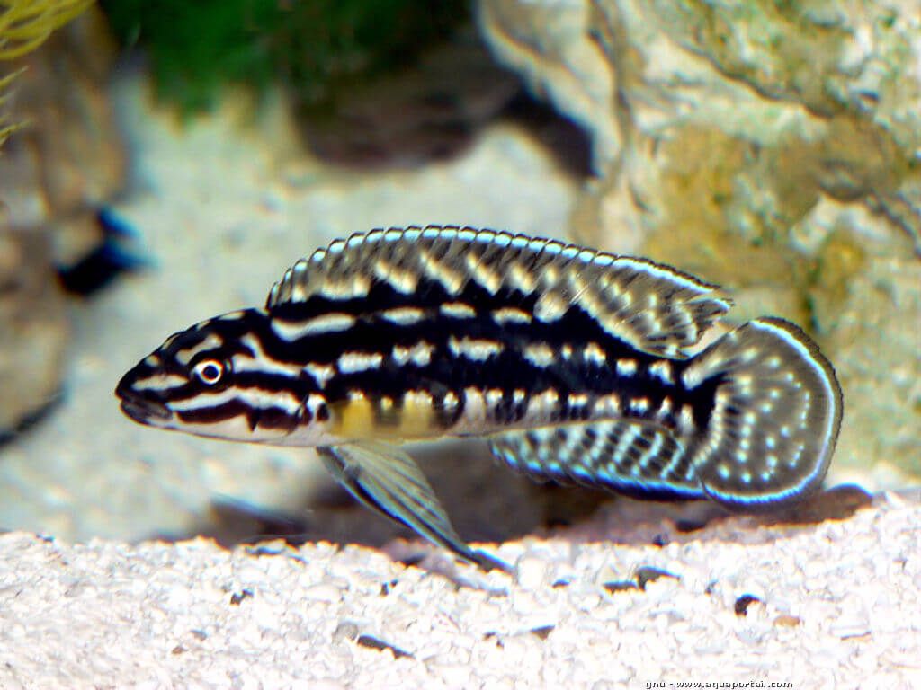 Julidochromis Marlieri