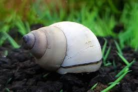 Escargot Piano (Filopaludina martensi)