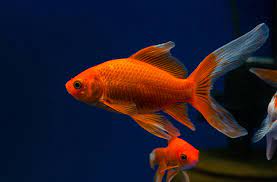 Poisson Rouge / Comet (Carassius auratus)