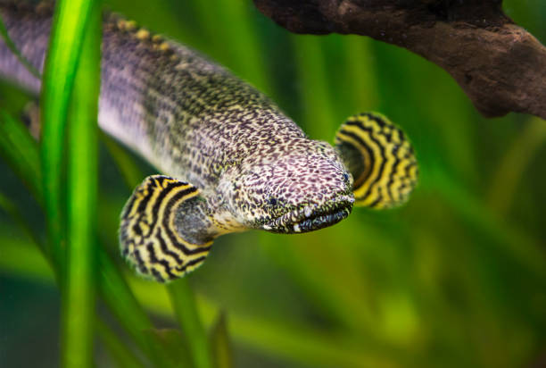 Polypterus ornatipinnis (Ornate Bichir)