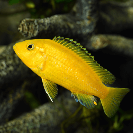 Labidochromis Caeruleus (Yellow Lab)