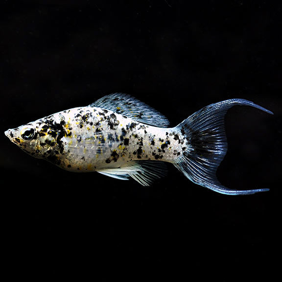 Molly Calico (Poecilia Sphenops)