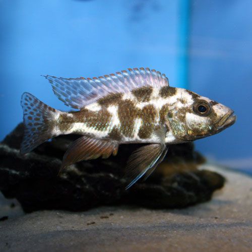 Nimbochromis Livingstonii