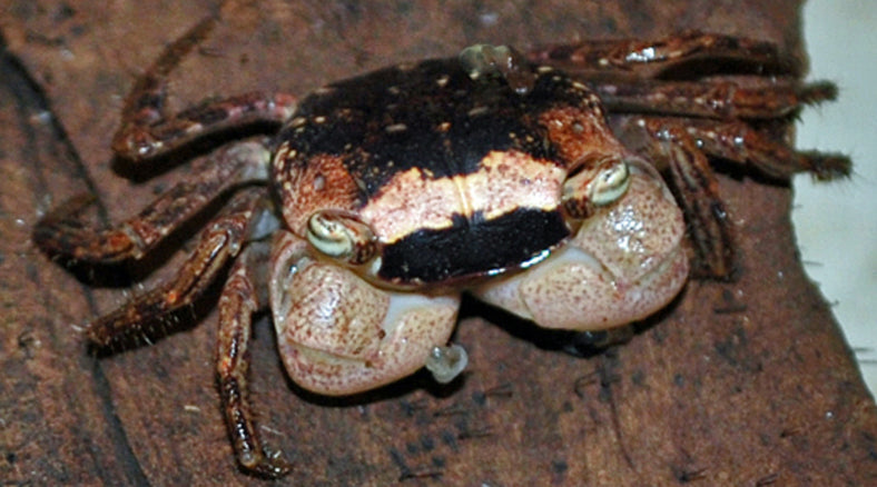 Crabe Batic (Metasesarma Obesum)