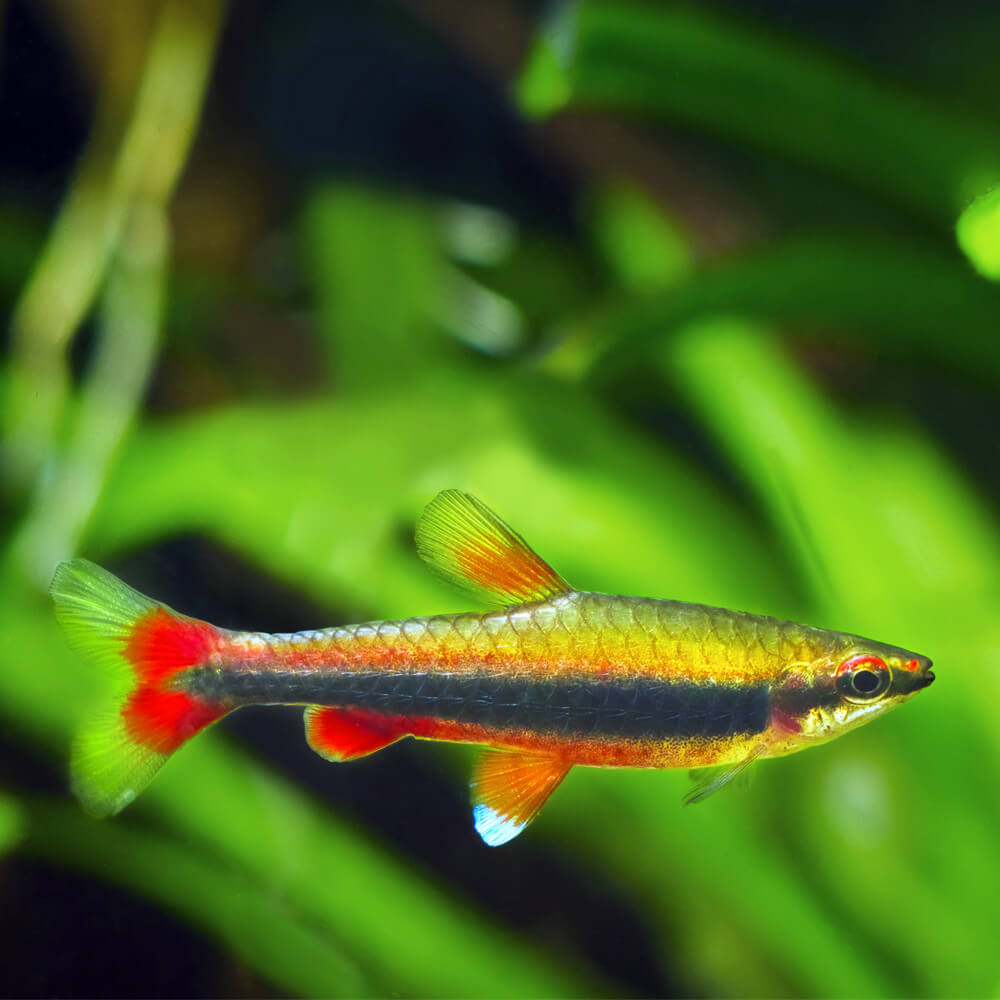 Nannostomus beckfordi (Golden pencilfish)