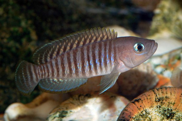 Neolamprologus Multifasciatus