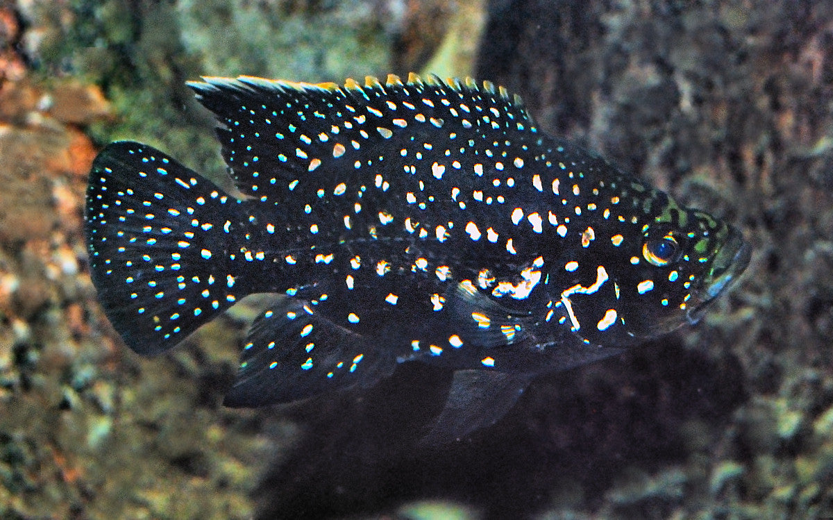 Paratilapia Polleni (Polleni)