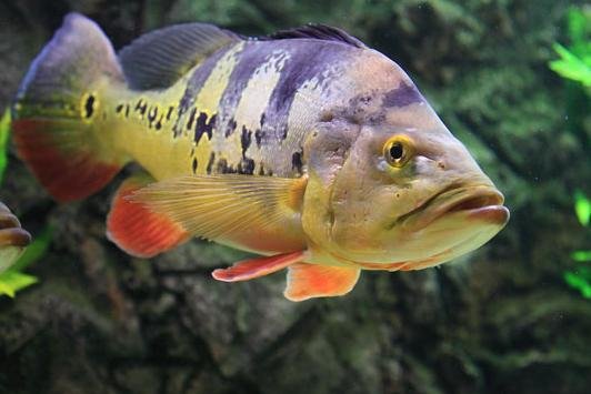 Cichla Ocellaris (Peacock Bass)