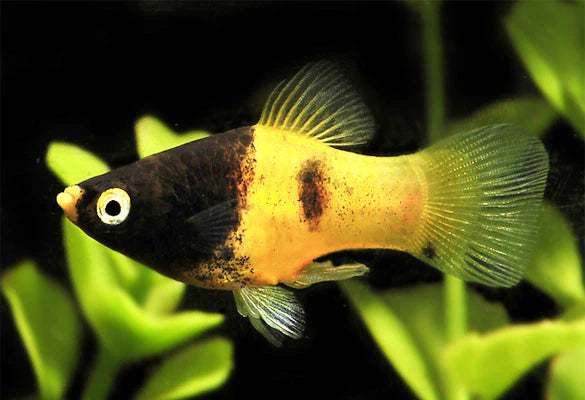 Platy BumbleBee (Xiphophorus Maculatus)