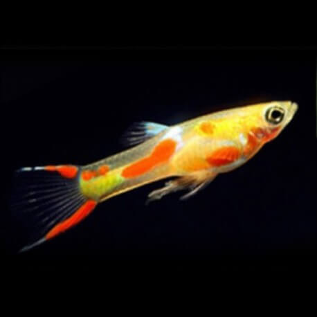 Guppy Endler Doré (Poecilia Wingei)