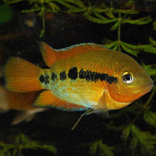 Herotilapia multispinosa (Rainbow cichlid)