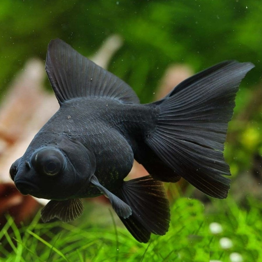 Télescope Noir (Carassius auratus)