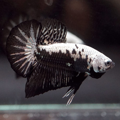 Betta HM/PK Black Samurai (Betta splendens)