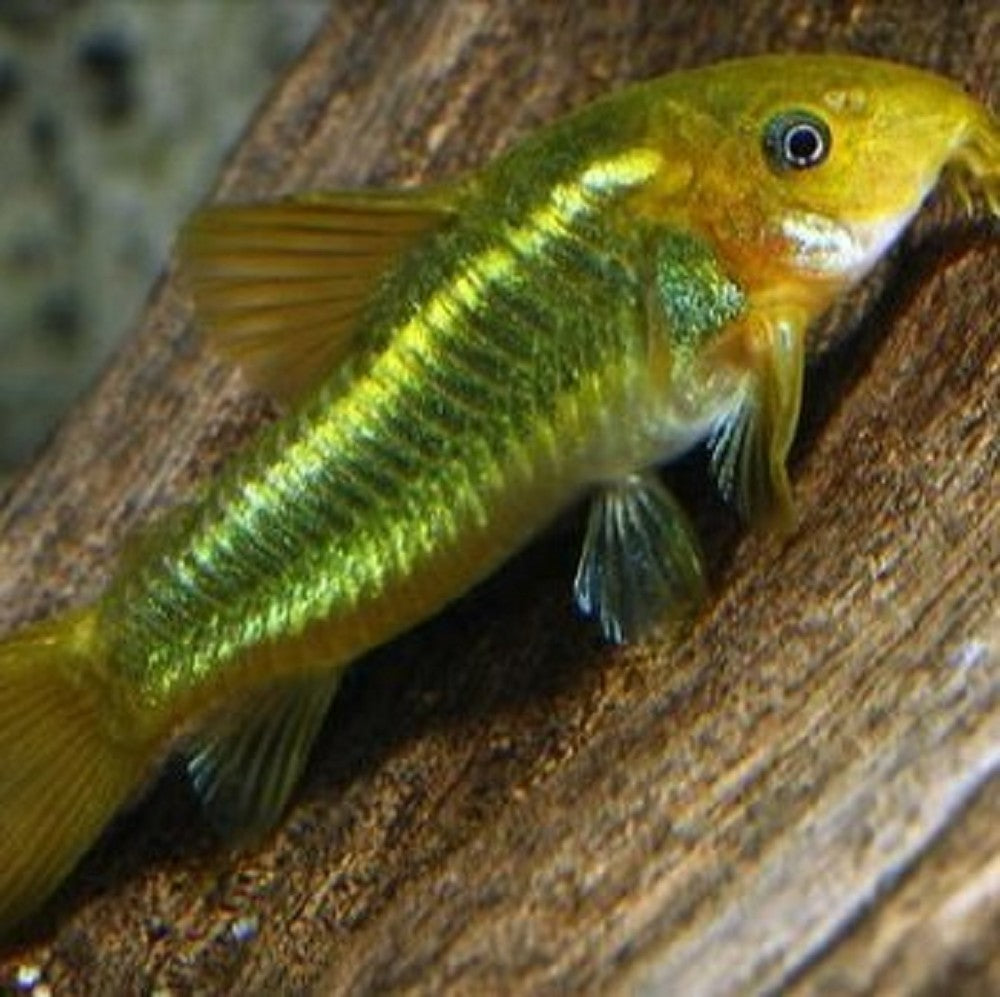 Corydoras Laser Vert (Corydoras Aeneus sp. CW009) – Poseidon